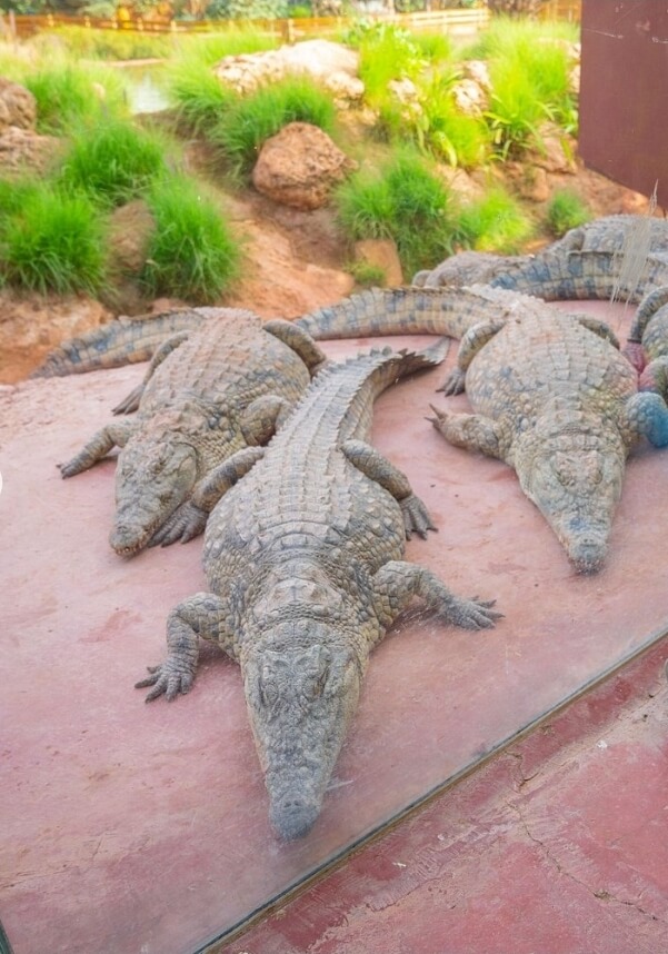 Entrée Crocoparc Agadir