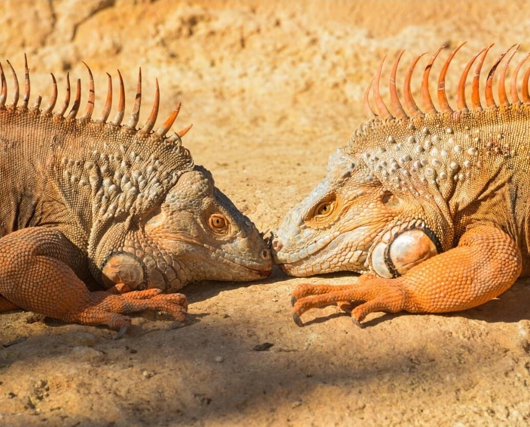 Iguanes Crocoparc