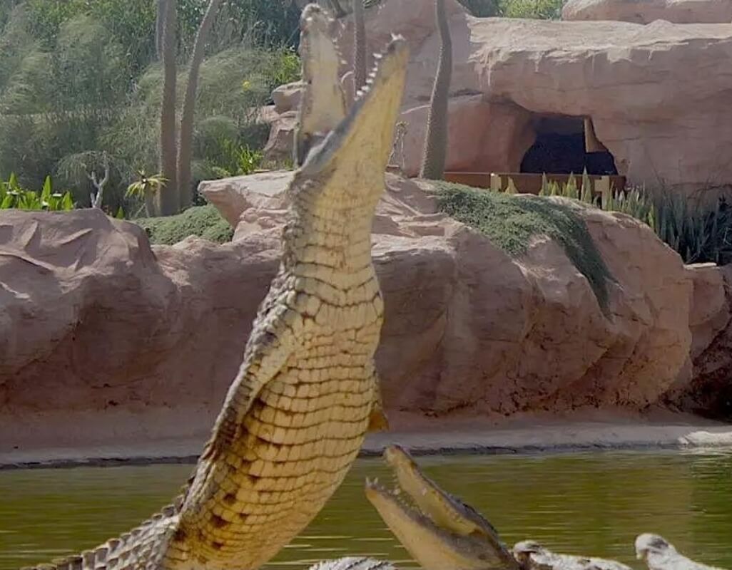 Crocodiles Crocoparc