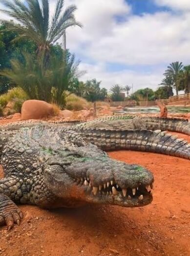 Crocoparc Agadir crocodile alimentation