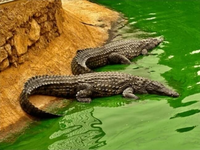 Crocoparc Agadir grand crocodile